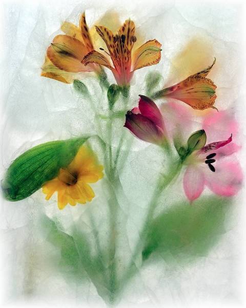 Photograph Michel Bochet Merand Bouquet on One Eyeland